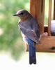Female Eastern Bluebird.  L. Solliday photo