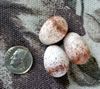 Carolina Wren eggs, Bet Zimmerman photo
