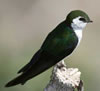 Violet-green Swallow adult. Photo Wikimedia Commons
