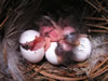 White Eastern Bluebird Eggs. L. Solliday photo.