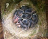 Carolina Chickadee nestlings. Keith Kridler photo