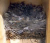 Nest Mountain Chickadee nest.  Claudia Daigle photo.