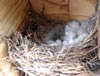 Juniper Titmouse nest, top view, photo by Zell Lundberg