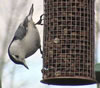 White-breasted Nuthatch adult at feeder. John Beaudette photo