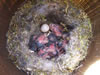 Black-capped Chickadee nest with eggs and hatchlings.  Bet Zimmerman photo