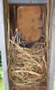 Eastern bluebird nest. Bet Zimmerman photo