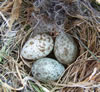 House Sparrow eggs, photo by Bet Zimmerman