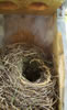 House Sparrow nest, tunnel entrance more common in larger nestboxes, photo by Bet Zimmerman