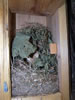 Red Squirrel nest in bluebird box.  Bet Zimmerman photo