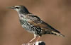 Starling juvenile/winter plumage.  Photo by Wendell Long