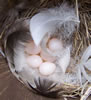Tree Swallow eggs, top view. Newly laid eggs may have pinkish tint. Photo by Bet Zimmerman