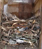 White-breasted Nuthatch nest. Bet Zimmerman photo