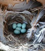 Western Bluebird eggs. Linda Violett Photo