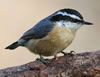 Red-breasted Nuthatch adult, Wikimedia Commons photo
