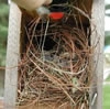 Eurasian Tree Sparrow nest. John Curran photo