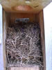 Mouse nest in nestbox. Bet Zimmerman photo