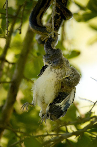 Snake eating mockingbird. photo by Lisa Head