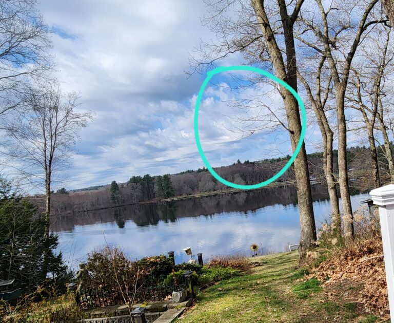 Bad Bluebird Photography