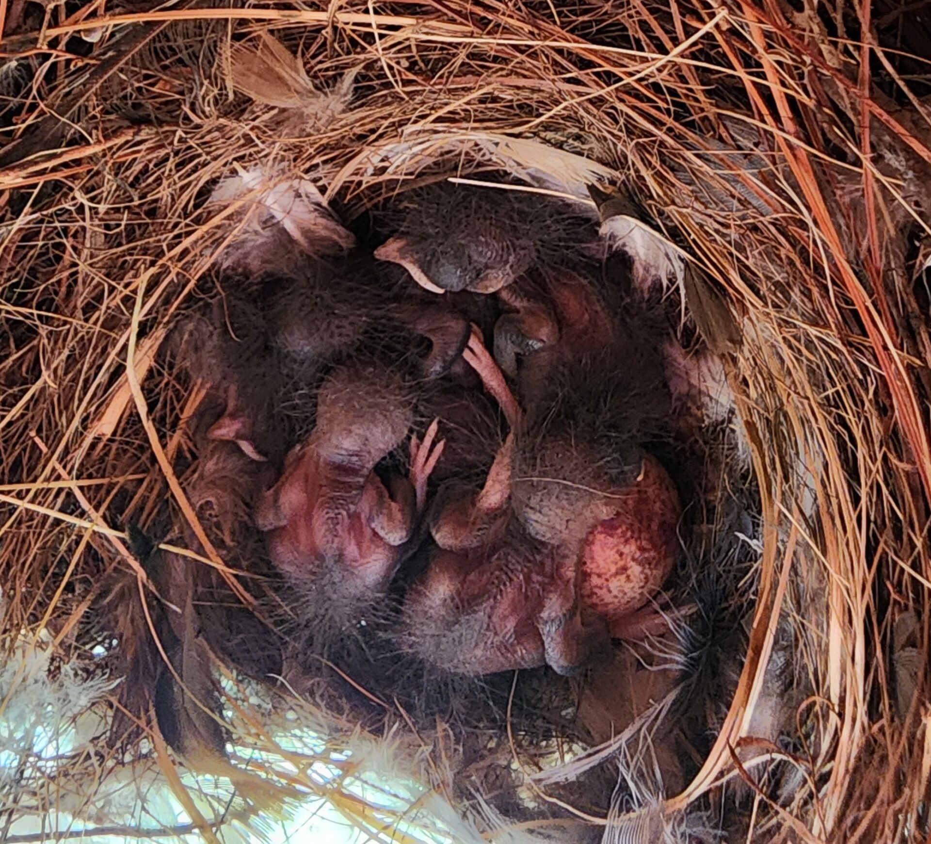 Picture of the Week House Wren Nestlings Info on