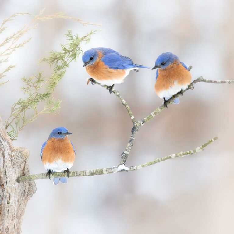 All about Eastern Bluebirds (Sialia sialis) (EABL)