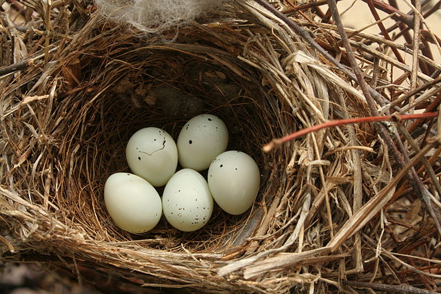 House finch eggs and nest.  WIkimedia Commons photo