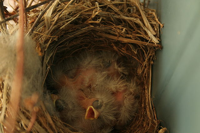 House finch nestlings.  WIkimedia Commons photo.