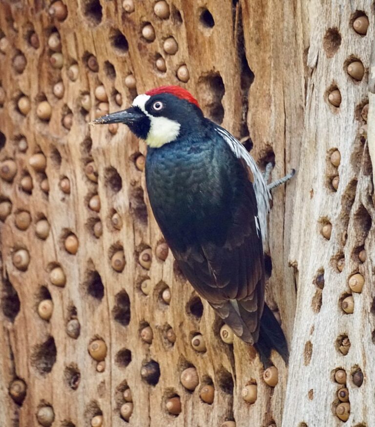Acorn Woodpecker