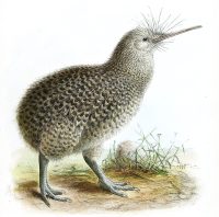 Kiwi drawing