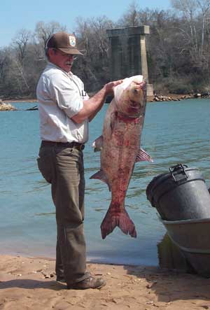 Asian Carp