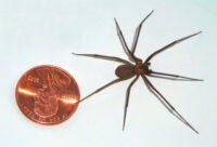 Brown Recluse Spider. Wikipedia photo