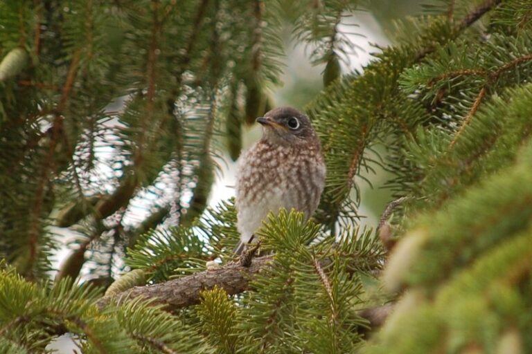 Eastern Bluebird Fledgling