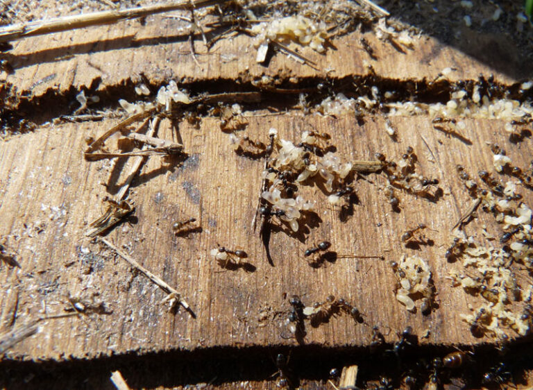 Ants in nestbox. Photo by Bet Zimmerman Smith