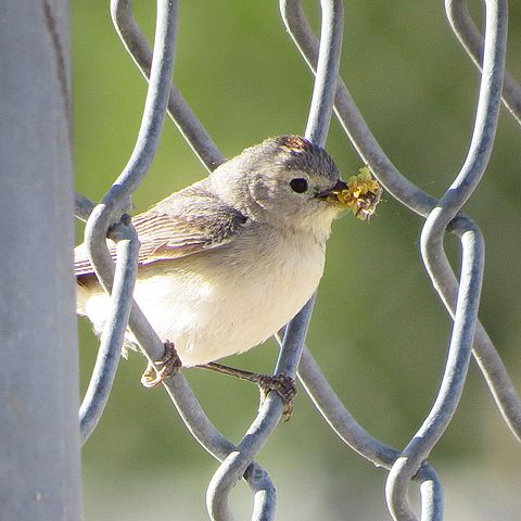All About Lucy’s Warblers (Leiothlypis luciae) (LUWA)