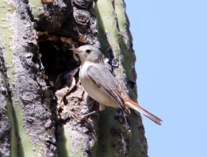 Lucy's Warbler