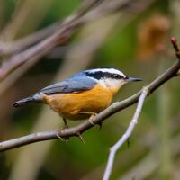 Red-breasted_Nuthatch wikimedia commons