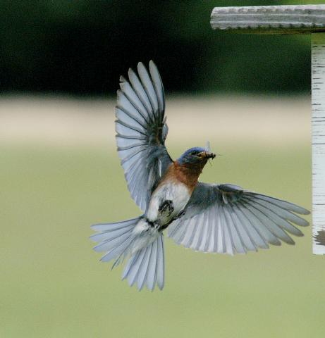 Hunting behavior of EABL