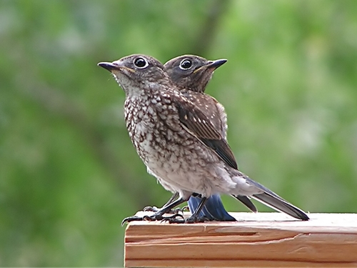 Wildlife Rehabilitation and Emergency Baby Bird Care