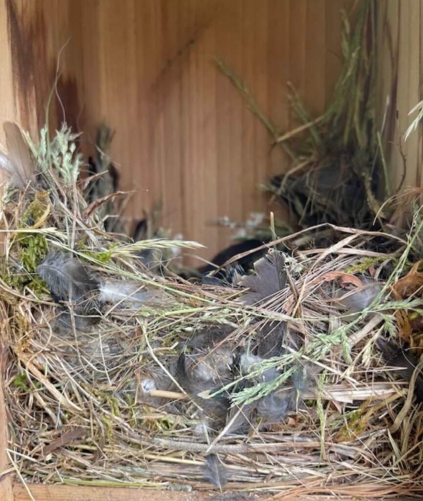 Hosp nest