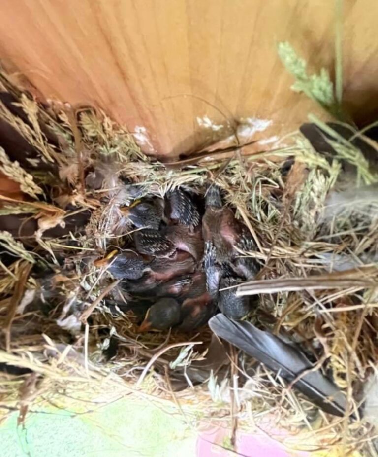 Handout on Neglected Nestboxes