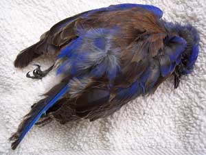 Bluebird killed by House Sparrow