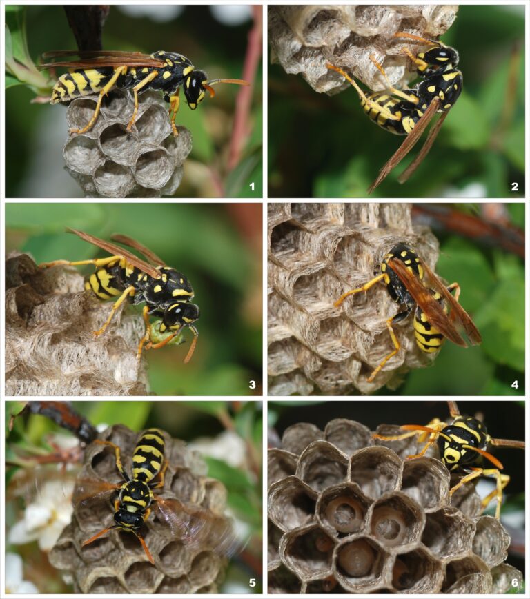 European Paper Wasp Colony, wikimedia photo