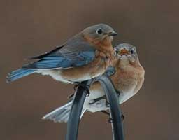 Bluebird couple, photo by Wendell Long