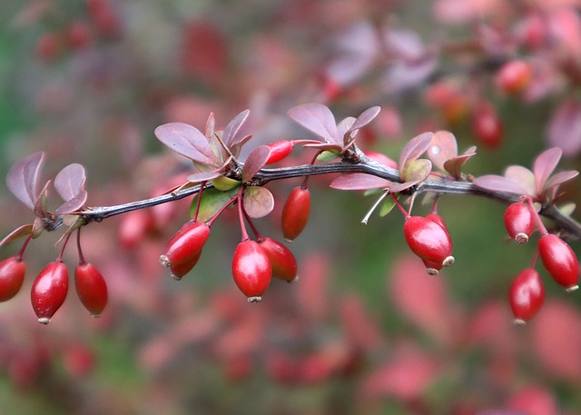 Invasive Japanese Barberry - AVOID