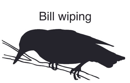 Bill-wiping - starling