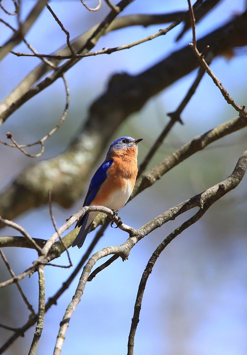 Eastern Bluebird male, photo by IndigoBunting