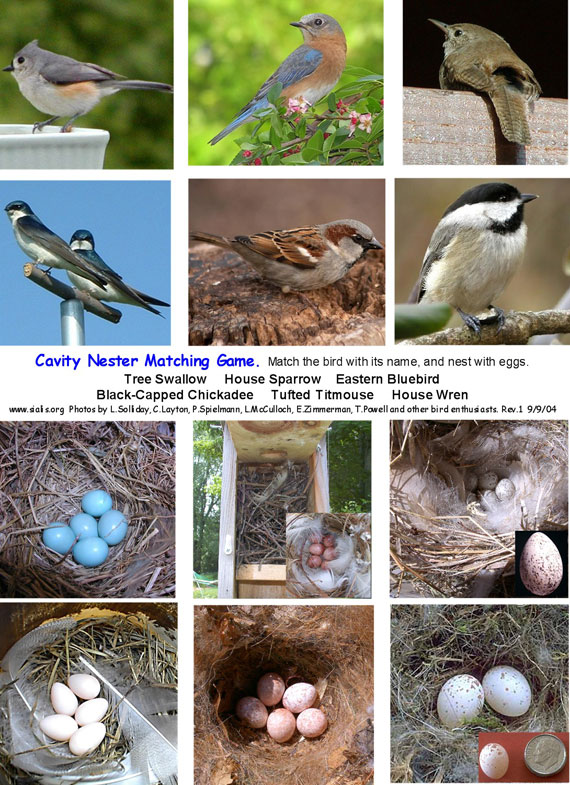 cavity nester matching game
