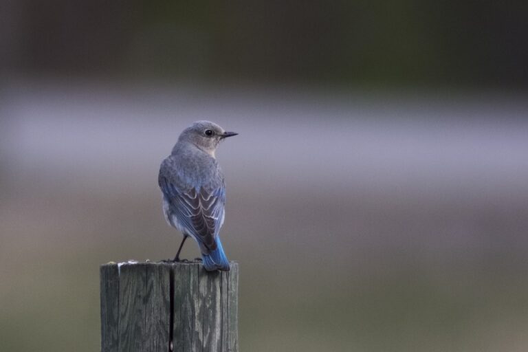 mountain bluebird female. Source: pixabay