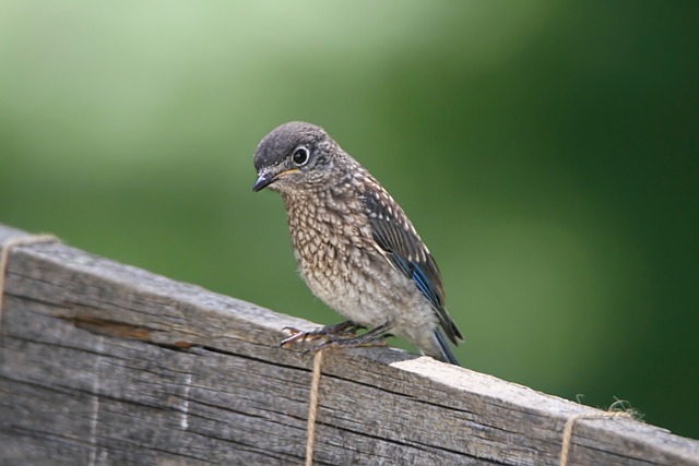 Fledgling bluebird. Photo by Naturelady on pixabay