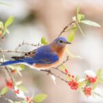 Bibliography Eastern bluebird photo by Debbie Foster from Pixabay.