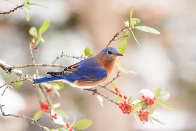 Eastern bluebird photo by Debbie Foster from Pixabay.